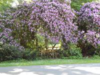 die Rho­do­den­d­ronbank